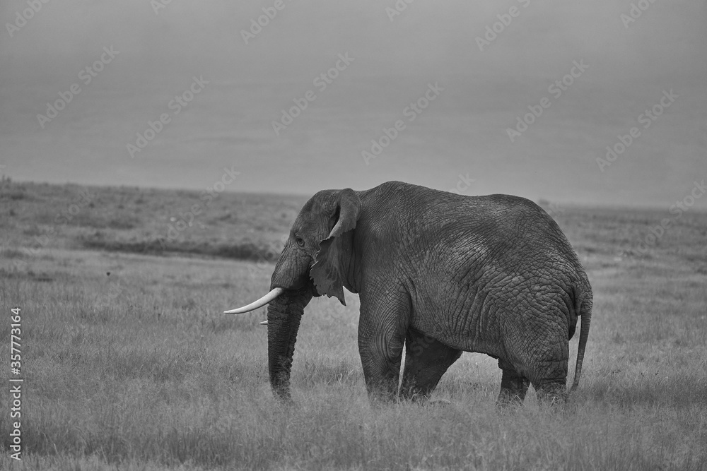 Fototapeta premium Elephant Big Huge Tusker Amboseli - Big Five Safari -Baby African bush elephant Loxodonta africana Black and white