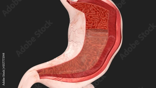 Human Stomach Movements During Digestion