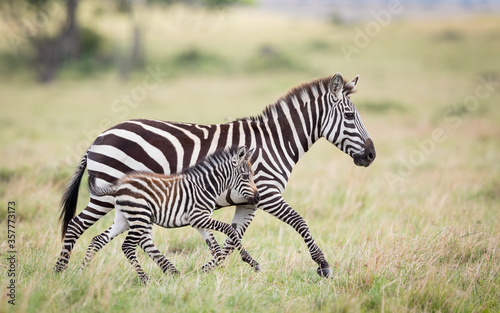 Zebra female and baby running together in Masai Mara plains Kenya