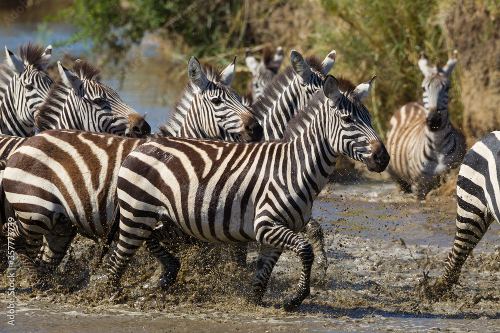 Fototapeta premium Herd of Burchell's Zebra running through water in Serengeti Tanzania