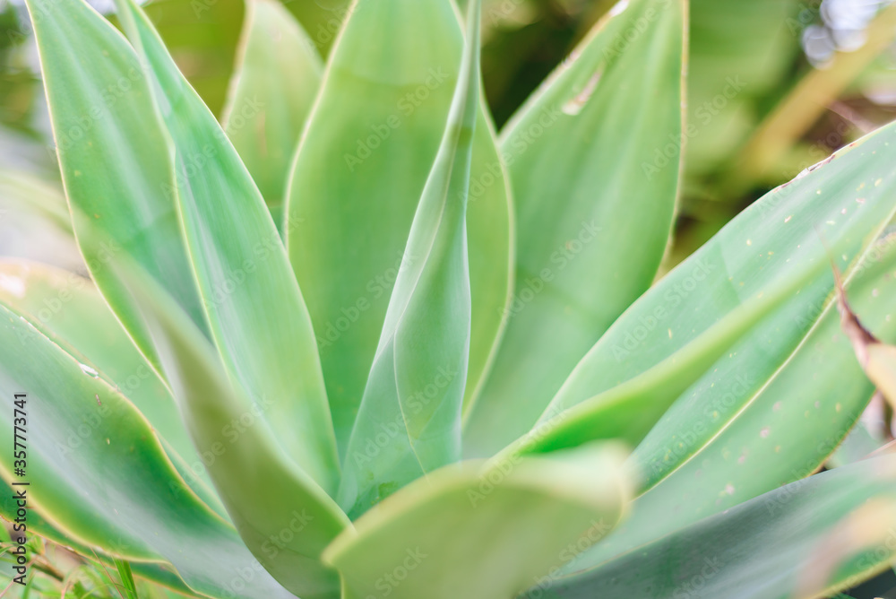 aloe wild growing plant close view, green background aloe wild growing plant close view, green background