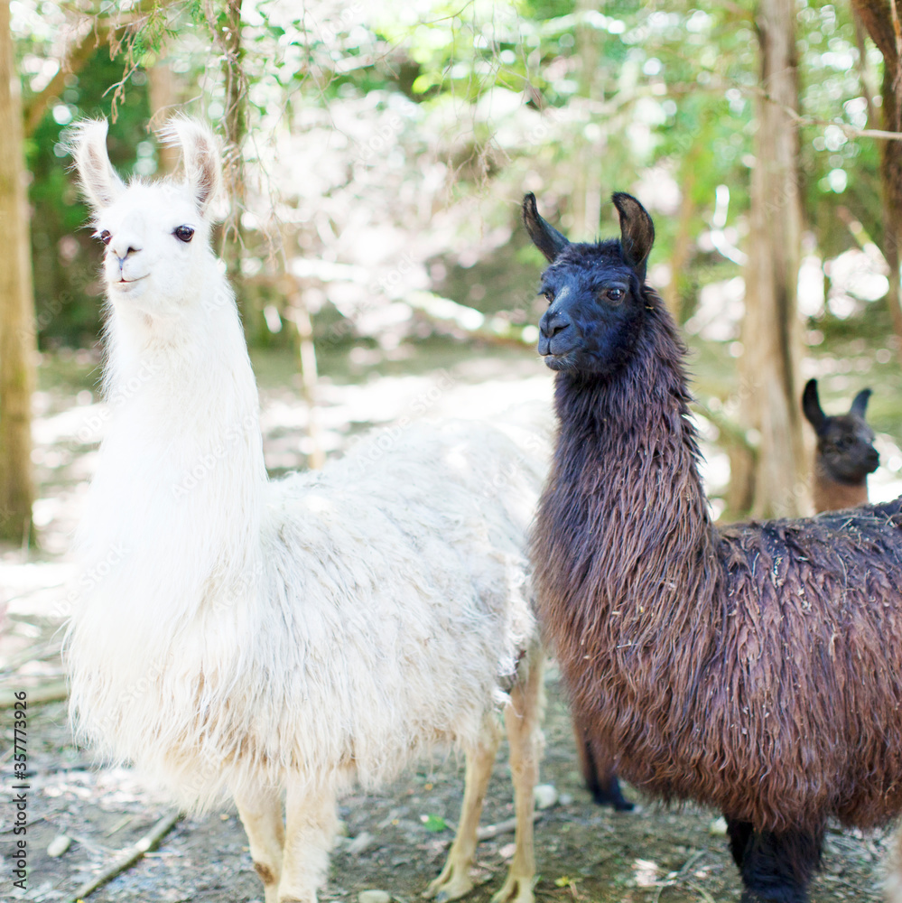 Obraz premium TWO LLAMAS