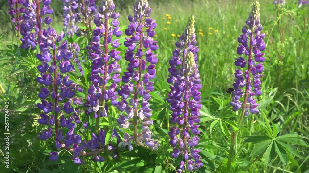 Lupine flowers in a meadow among grass. Bumblebee eats nectar on the lupine. Purple flowers among green grass. Lupine flowers in a meadow among grass. Bumblebee eats nectar on the lupine. Purple flowers among green grass.