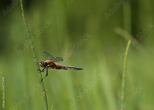 A Four-spotted chaser resting on a top of a plant © puteli