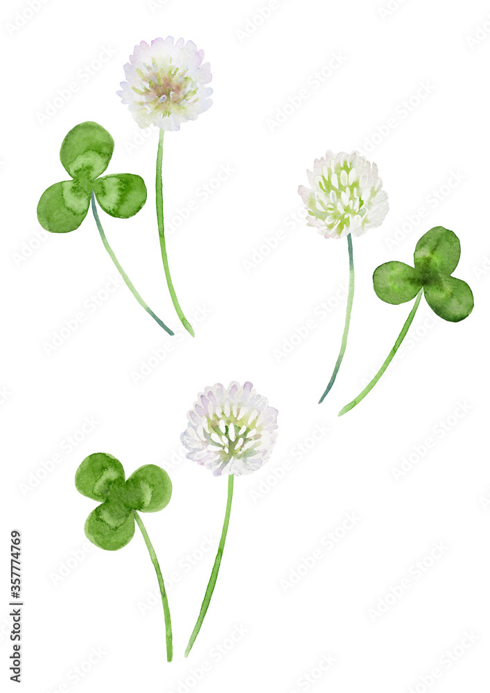 クローバーの花と葉っぱ セット 水彩イラスト Stock イラスト Adobe Stock