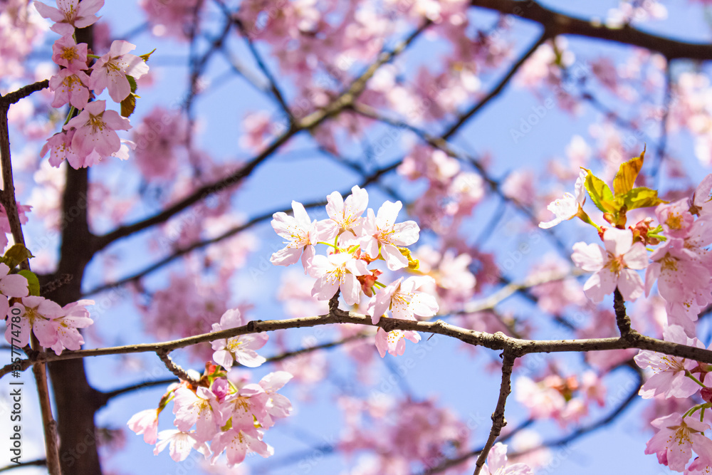Macro photo of flowering sakura branches. Pale pink flower branches in spring