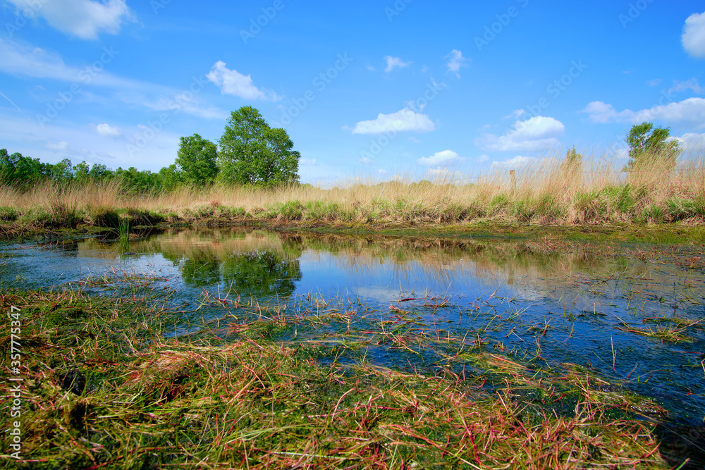 Fen at moor and heath landscape with a fence, grass and refelction of a tree in water in the Drente, Netherlands 2020