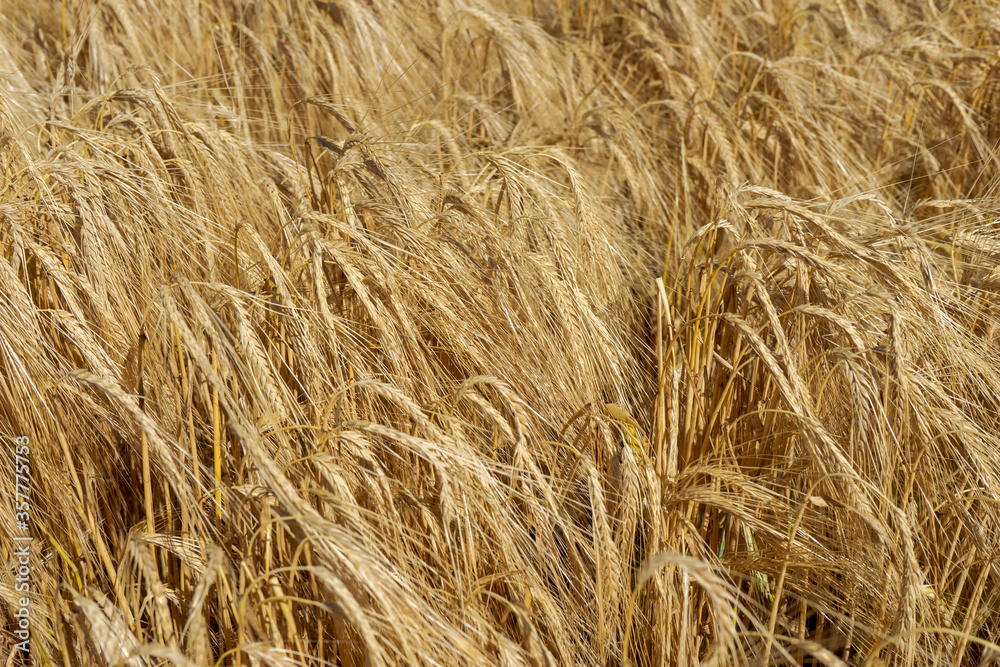 espigas de trigo secas y doradas Stock Photo