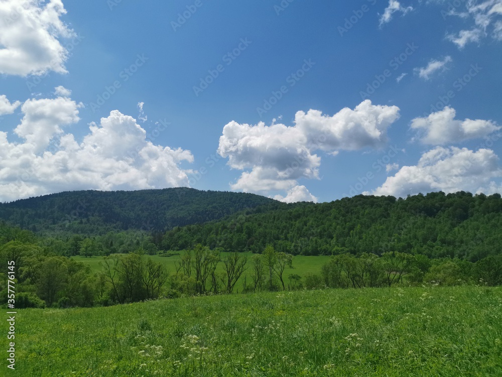 green grass and blue sky