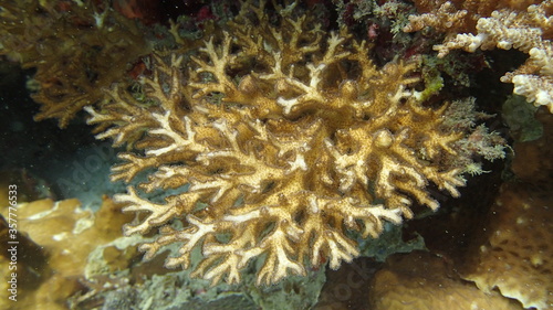 Coral found at coral reef area at Tioman island  Malaysia