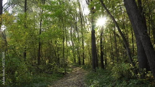 The sun shines through the trees