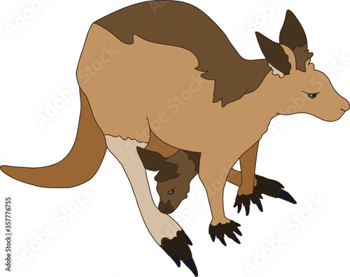 カンガルー　親子
