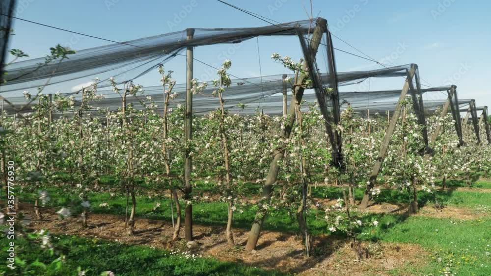 fruit plantation with many rows low trunk apples fruit plantation with many rows low trunk apples