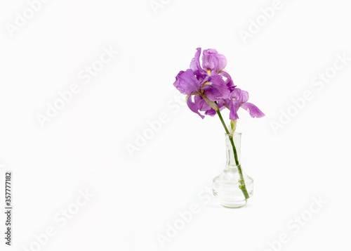 Still life with a beautiful fresh spring flower purple Iris in a glass vase bottle isolated on white background. Minimal art composition.