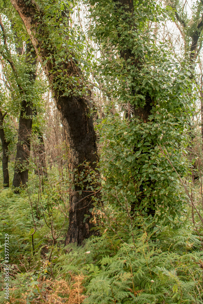 Fototapeta premium Australian bushfires aftermath: eucalyptus trees recovering after severe fire damage. Eucalyptus can survive and re-sprout from buds under their bark or from a lignotuber at the base of the tree.