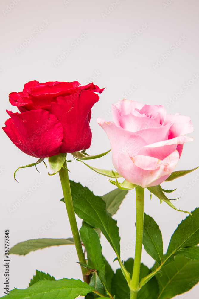 Obraz premium バラ