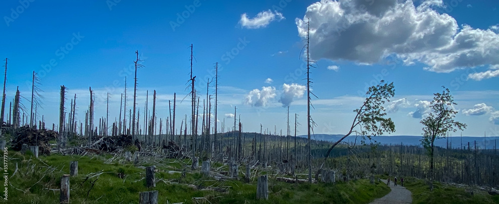 Obraz premium Sumava nature 13 years after the huriccane Kyrill