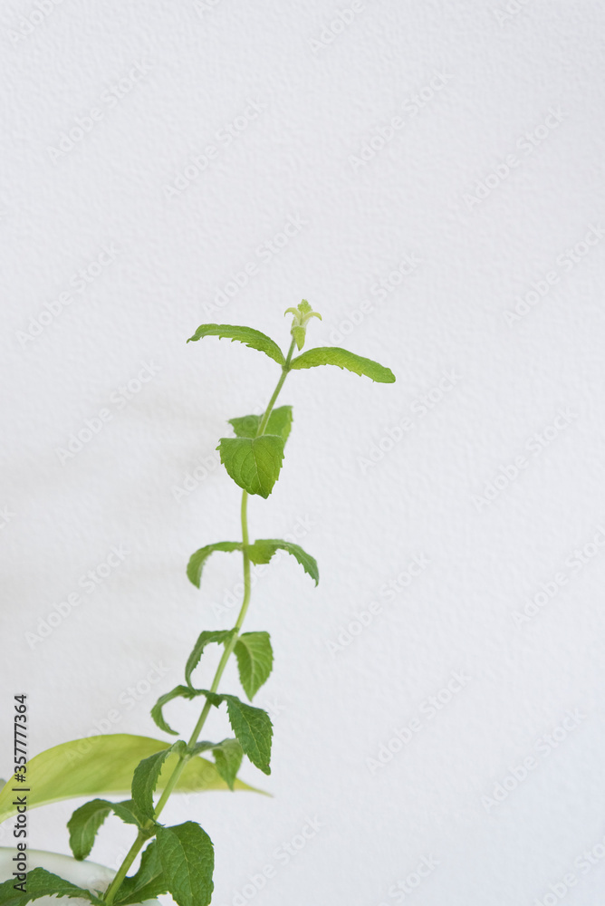 Fototapeta premium シンプルな観葉植物の新芽