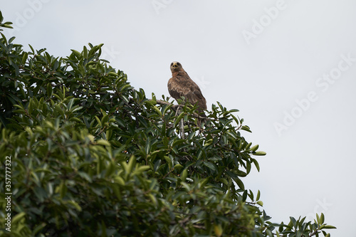 Black kite Portrait Milvus Milvus Ngorongoro Crater  photo