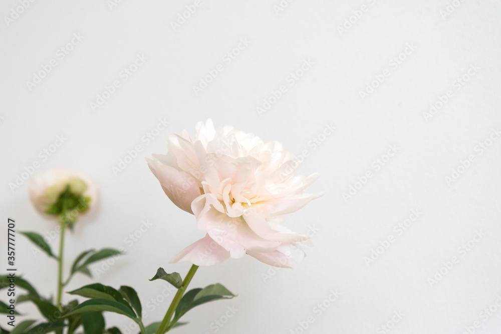 花のクローズアップ 芍薬 ピオニー アップ 花びら 重なる 美しさ 柔らかな 繊細な 白背景 余白 ホワイトスペース 文字スペース コピースペース 花のクローズアップ 芍薬 ピオニー アップ 花びら 重なる 美しさ 柔らかな 繊細な 白背景 余白 ホワイトスペース 文字スペース コピースペース