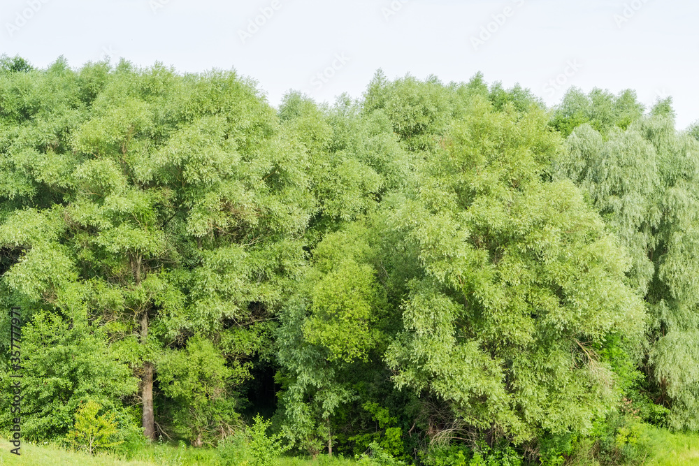 Background of the willow branches on the forest edge
