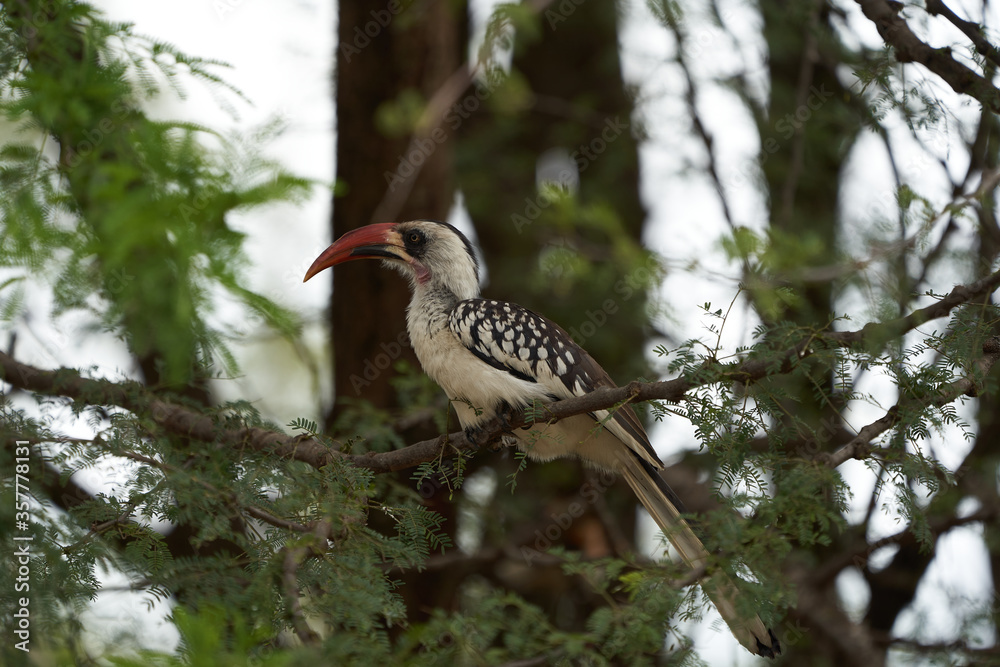 Fototapeta premium Northern Red Billed Hornbill Tockus Erythrorhynchus Portrait Africa