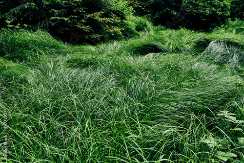Langes schönes grünes Grass im Wald als Hintergrund Banner