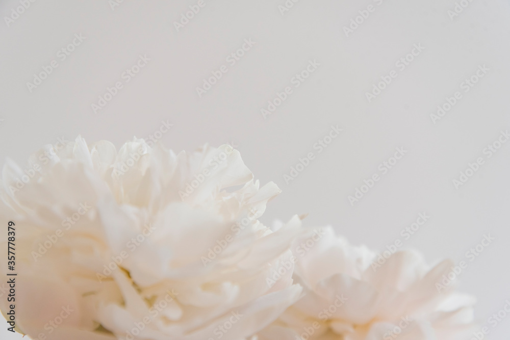 芍薬のアップ 芍薬のアップ