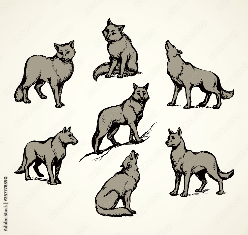 Wolf. Vector drawing Wolf. Vector drawing