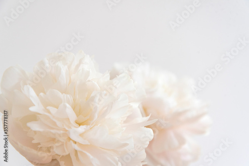 花のクローズアップ　芍薬　アップ　花びら　重なる　美しさ　柔らかな　繊細な　白背景　余白　ホワイトスペース　文字スペース　コピースペース © Emotional design