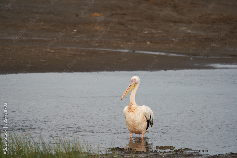 Great white pelican Pelecanus onocrotalus also known as eastern white pelican rosy pelican or white pelican Lake Africa Great white pelican Pelecanus onocrotalus also known as eastern white pelican rosy pelican or white pelican Lake Africa