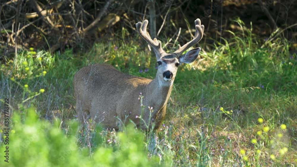 Deer Buck eating grass looks up with antlers rack in forest (SLOWMO) Deer Buck eating grass looks up with antlers rack in forest (SLOWMO)