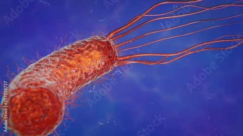 Helicobacter Pylori - Stomach Infecting Bacteria