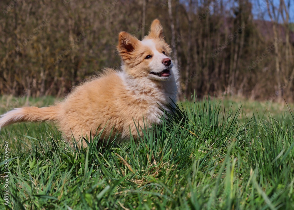 Australian Red Puppy with Foxy Look Enjoys Time in the Park. Adorable Ee Red Border Collie Puppy Runs in the Grass and Smiles in the Garden of Czech Republic. 