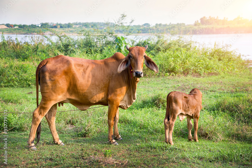 Cows standing in the beside river, Mekong river Thailand. Cows standing in the beside river, Mekong river Thailand.