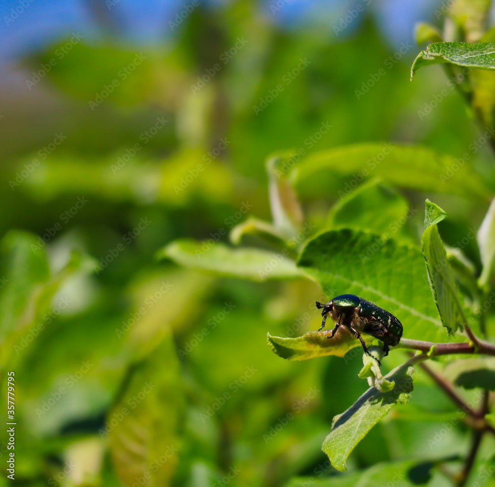 Green Rose Chafer Sits on Green Leaf during Springtime in Czech Republic. Close up Beetle in the Garden. Green Rose Chafer Sits on Green Leaf during Springtime in Czech Republic. Close up Beetle in the Garden.