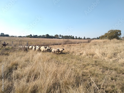 A herd of sheep running on grass surrounded by grass fields landscape under a blue sky