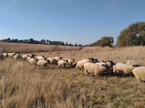 A herd of sheep running on grass surrounded by grass fields landscape under a blue sky