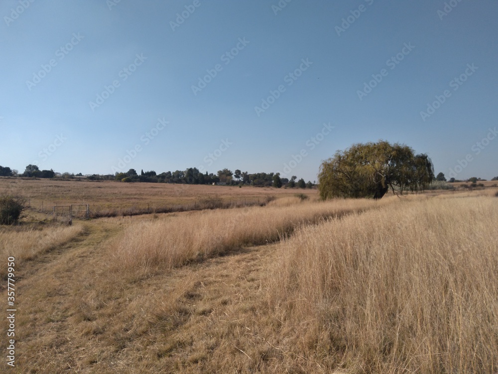 landscape with a field and trees in the winter in South Africa