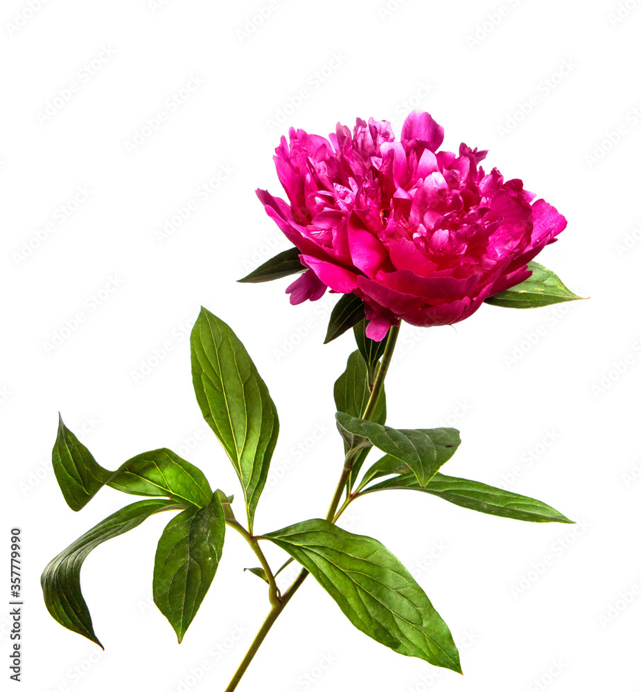Pink peony flower on a white isolated background. Close-up. Isolate. Fresh flower bud. Floristry. Pink peony flower on a white isolated background. Close-up. Isolate. Fresh flower bud. Floristry.