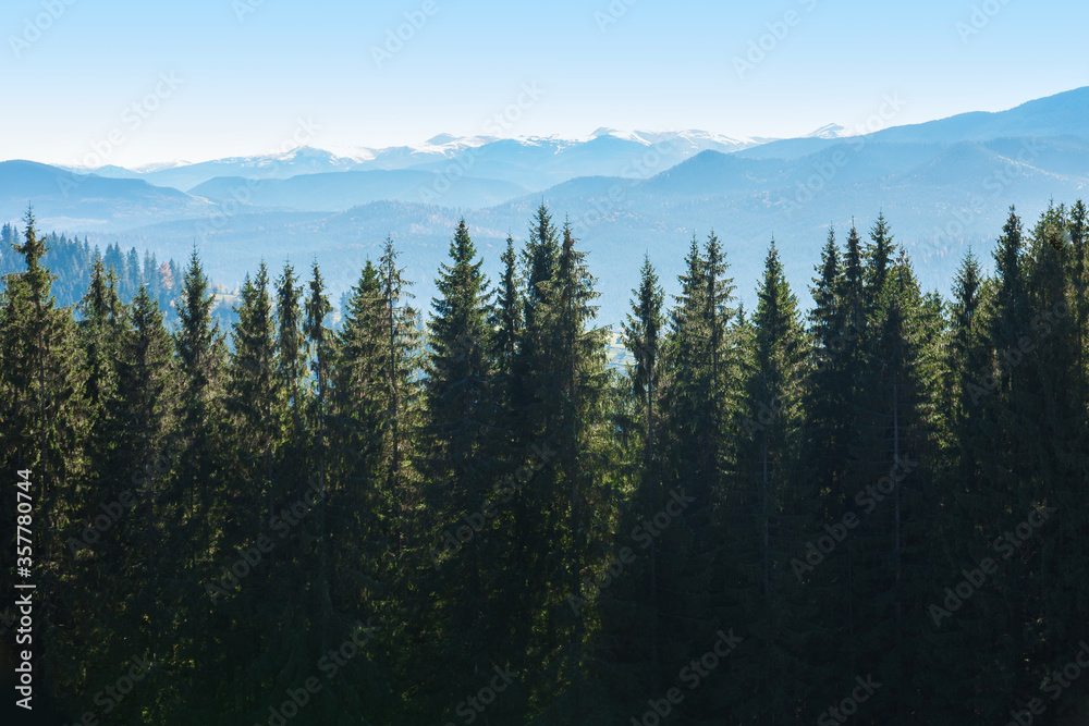 Picturesque mountain panoramic landscape with fir trees and mountain tops.