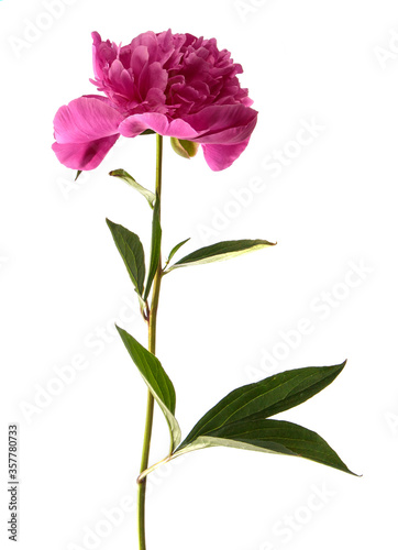 Pink peony flower on a white isolated background. Close-up. Isolate. Fresh flower bud. Floristry. © Юлия Буракова