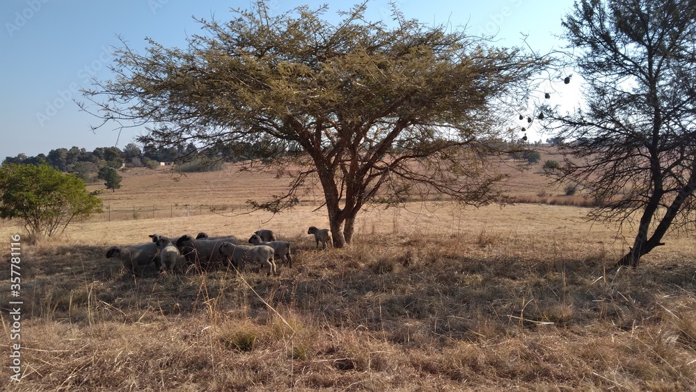 Herd of sheep with beige wool and black faces on a sheep farm in the winter with surrounding dull grass fields and large trees Herd of sheep with beige wool and black faces on a sheep farm in the winter with surrounding dull grass fields and large trees