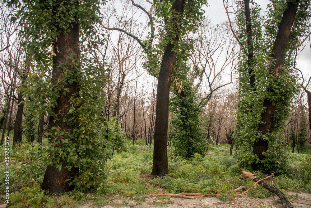 Australian bushfires aftermath: eucalyptus trees recovering after severe fire damage. Eucalyptus can survive and re-sprout from buds under their bark or from a lignotuber at the base of the tree.