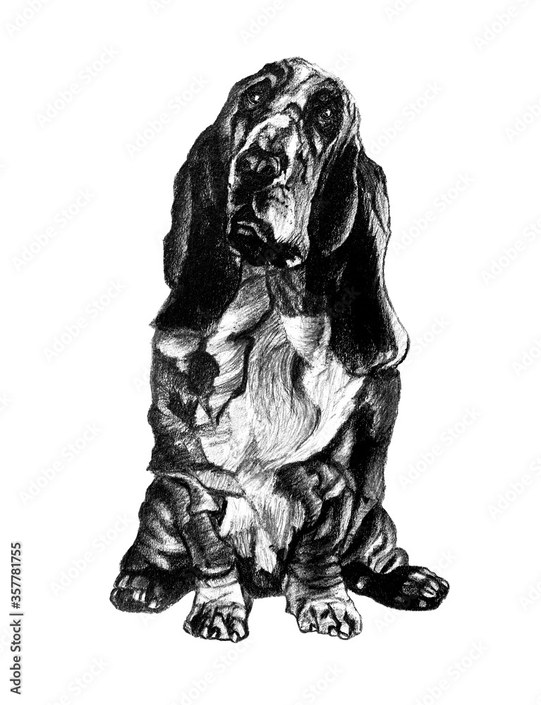 Dog breed Basset hound, black-graphite pencil, hand drawing Dog breed Basset hound, black-graphite pencil, hand drawing