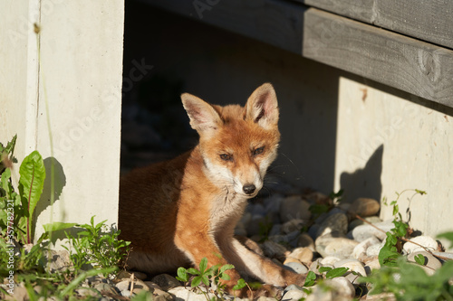 Red Fox Portrait Vulpes Vulpes Evening Sun