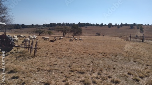 Herd of sheep that has beige bodies and black faces grazing on dry grass next to a brown Lama that is lying down in the grass. The background is a farm grass field and tree landscape with a blue sky