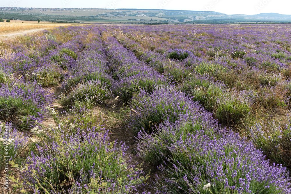 Naklejka premium Lavender field in the Crimea. Blooming lavender in the morning light. Endless flower fields. Cosmetic production. Vintage style. Provence.