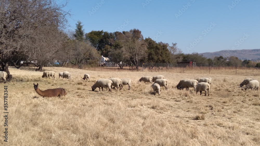 Herd of  sheep that has beige bodies and black faces  grazing on dry grass next to a brown Lama that is lying down in the grass. The background is a farm grass field and tree landscape with a blue sky