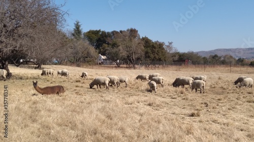 Herd of  sheep that has beige bodies and black faces  grazing on dry grass next to a brown Lama that is lying down in the grass. The background is a farm grass field and tree landscape with a blue sky © Desire